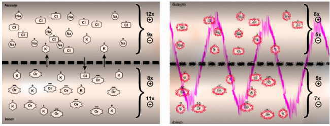 Das gestrte Ruhepotential