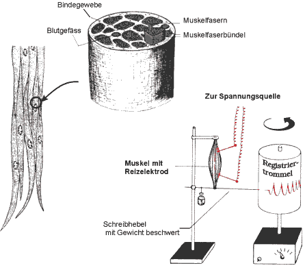 Muskelfasern