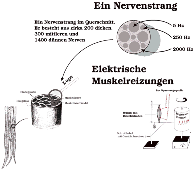 Nervenstrang