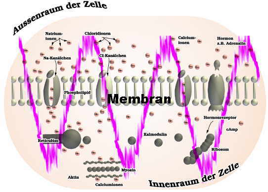 Darstellung einer Zelle